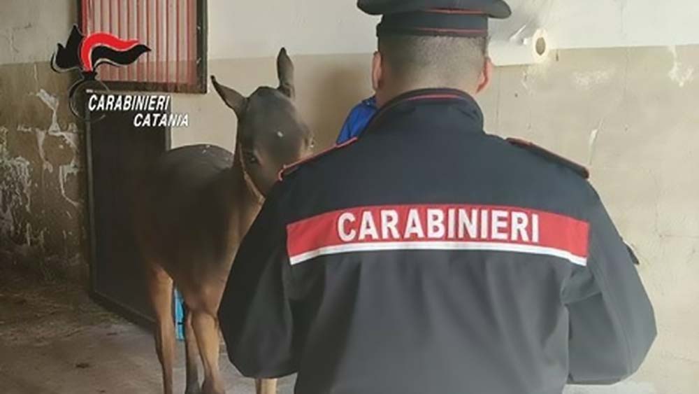 Santa Maria di Licodia: allevamento abusivo