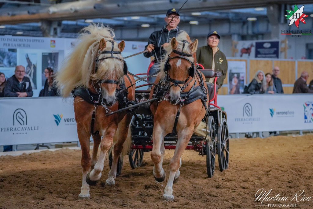haflinger 1024x683