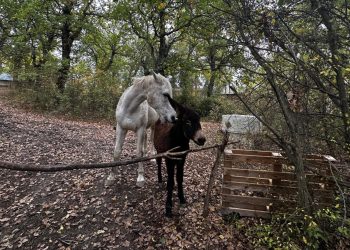 La famiglia nei boschi di Palmoli: oltre le polemiche