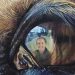 Cani e cavalli: parlare con lo sguardo, un incontro a Vicopisano