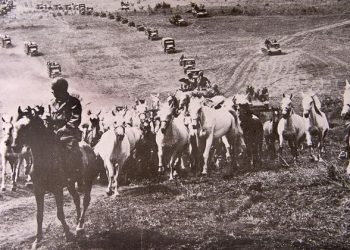 Operation Cowboy: la fuga dei Lipizzani