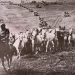 Operation Cowboy: la fuga dei Lipizzani