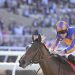 I fantini: sportivi di altissimo livello