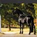 70 edizioni di Mercato Concorso per 100 anni di Cavallo delle Murge: la festa è a Martina Franca