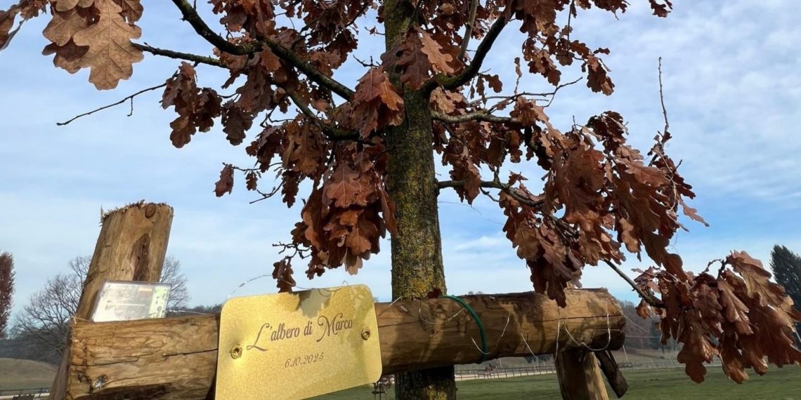 L’albero di Marco