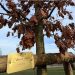 L’albero di Marco