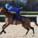 Stage Federale Mounted Games