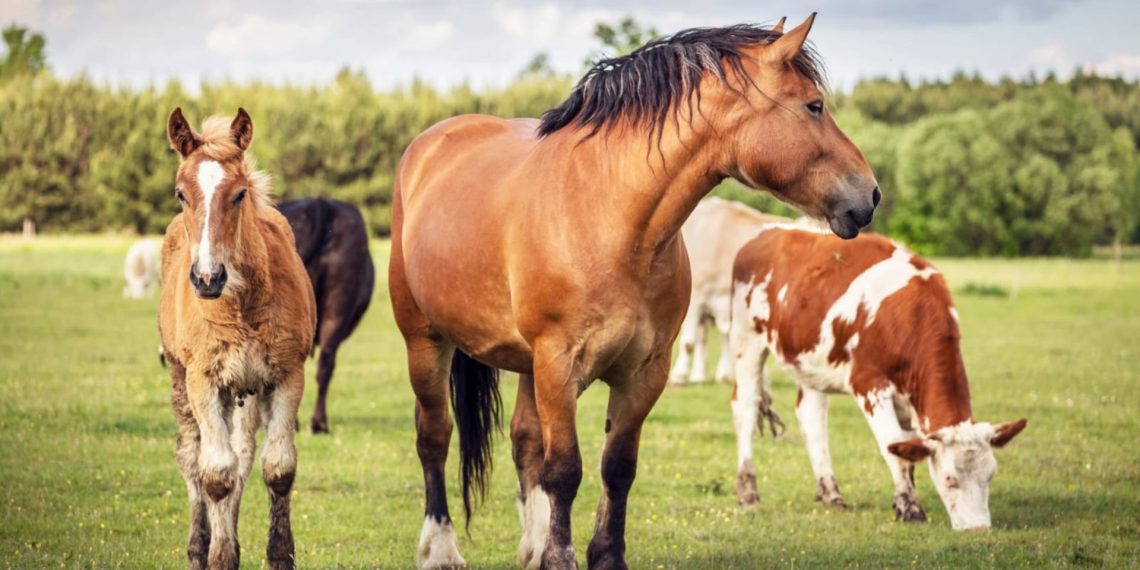 Cavalli e equidi nell’agricoltura UE 