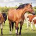Cavalli e equidi nell’agricoltura UE 