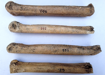 Archeologia e cavalli: quei pattini che vengono da lontano