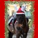 A Firenze Babbo Natale arriva…nella scuderia della Polizia Municipale!
