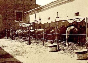 La Sicilia a cavallo: storia, istituzioni e memoria