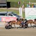 Domenica il grande trotto va in scena a Vinovo