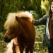 Poly, storia di un pony: a volte ritornano!
