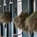 Allarme EHV-1 in Francia: focolai nel Basso Reno e scuderie in quarantena