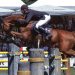 Addio a Goldfever, campione in tutto