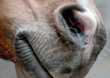 Se hai paura, il cavallo lo sa