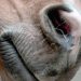 Se hai paura, il cavallo lo sa
