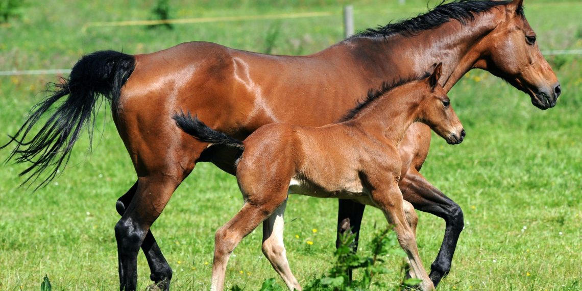 Puledrini e svezzamento: stare un po’ di più con la mamma fa bene