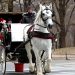 Carrozze per turisti: notizie dal mondo, partendo da New York