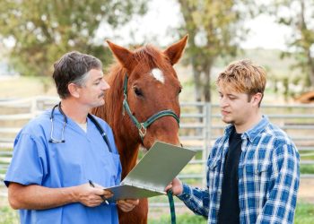 Il certificato di idoneità sportiva del cavallo atleta