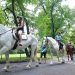 Il ritorno dei cavalli a Central Park