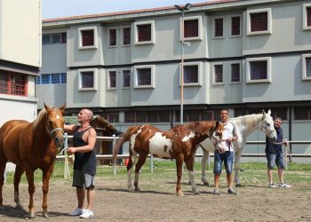Il ‘patto’ tra cavalli e detenuti compie 10 anni