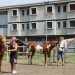 Il ‘patto’ tra cavalli e detenuti compie 10 anni