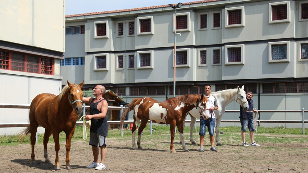 Il ‘patto’ tra cavalli e detenuti compie 10 anni