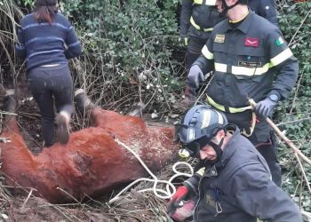 Anche a Forlì, straordinari (per i) Vigili del Fuoco, recuperato cavallo da un dirupo
