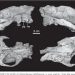 Gli antenati dei cavalli: lo Hyracotherium non era un parente