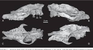 Gli antenati dei cavalli: lo Hyracotherium non era un parente