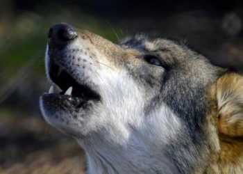 Lupi, cavalli e convivenza: quando la cronaca entra in scuderia