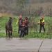 Sardegna, il ciclone Harry allenta la presa: salvati 3 cavalli dai Vigili del Fuoco