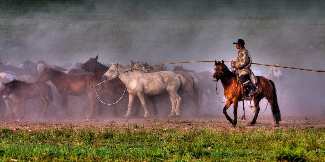 Il  cavallo Mongolo: un guerriero dal cuore gentile