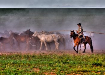 Il  cavallo Mongolo: un guerriero dal cuore gentile