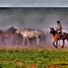 Il  cavallo Mongolo: un guerriero dal cuore gentile