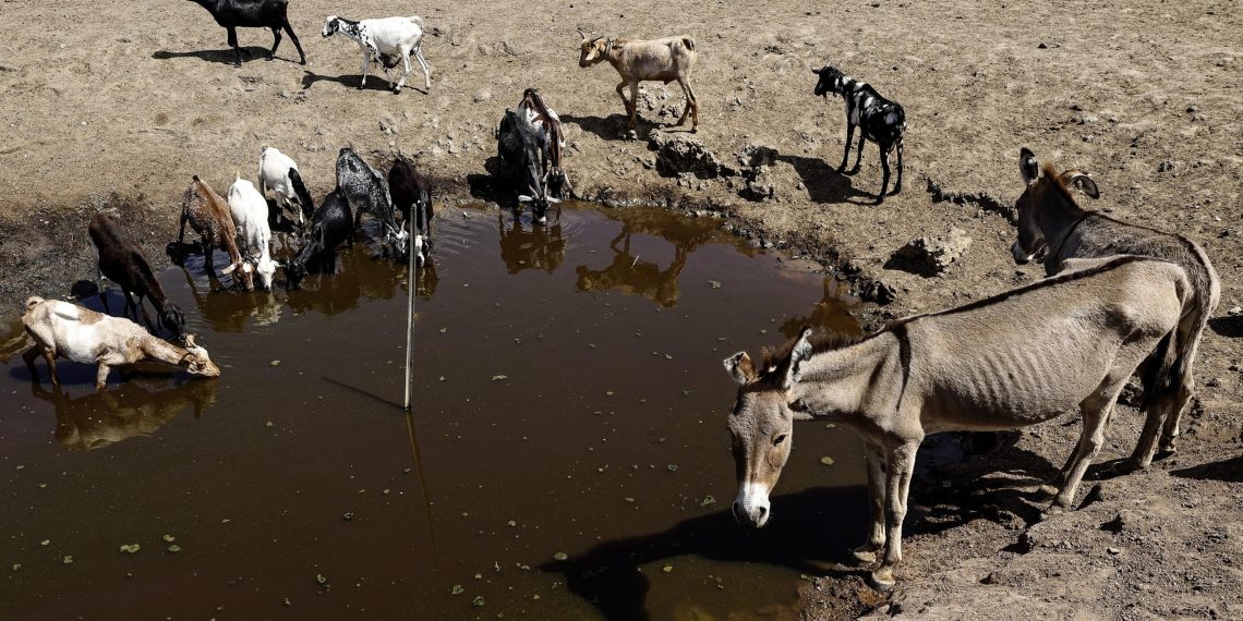 Il Kenya ha sete: emergenza in corso anche per asini e  altri animali