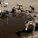 Il Kenya ha sete: emergenza in corso anche per asini e altri animali