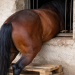 Boffalora d’Adda: a questo cavallo forse non piaceva  ‘la minestra’…