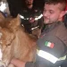Cavalli ‘selvaggi’ di Genova: la loro Genesi
