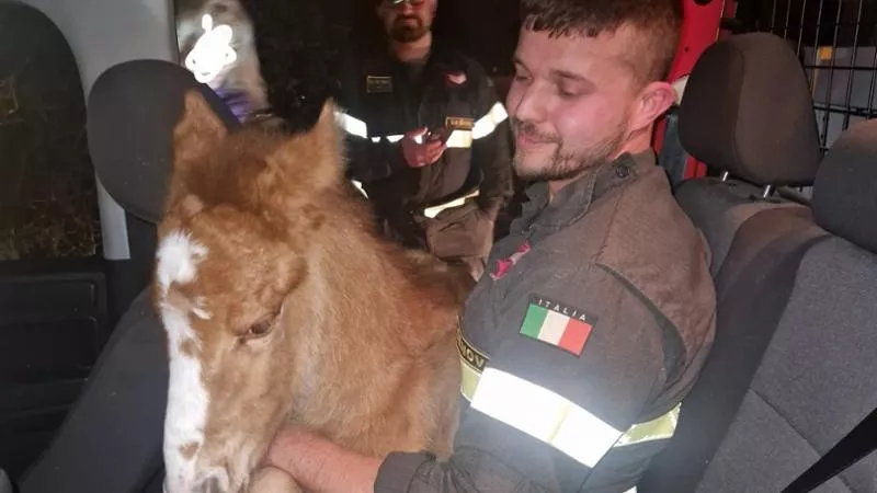 Cavalli ‘selvaggi’ di Genova: la loro Genesi