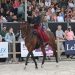 Carletto, il Murgese da Grand Prix, torna in Italia