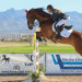 Le articolazioni del cavallo atleta