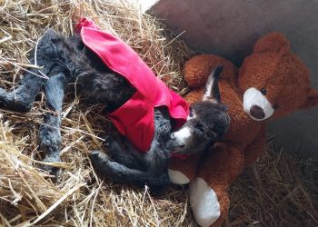 Luisa, l’asinello Orlando e…il suo orsetto di peluche!
