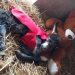 Luisa, l’asinello Orlando e…il suo orsetto di peluche!