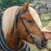Nasce all’Aquila il polo italiano per la conservazione delle razze equine da tiro e  da lavoro