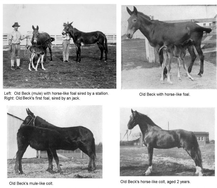 old beck