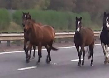 Giornata orribile per i cavalli sulle strade