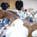 Dubai Arabian Horse Show… must go on